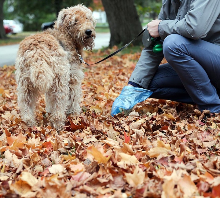 yard pooper scooper cleanup company