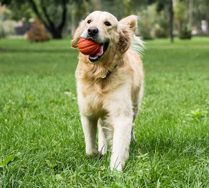 dog waste clean up service