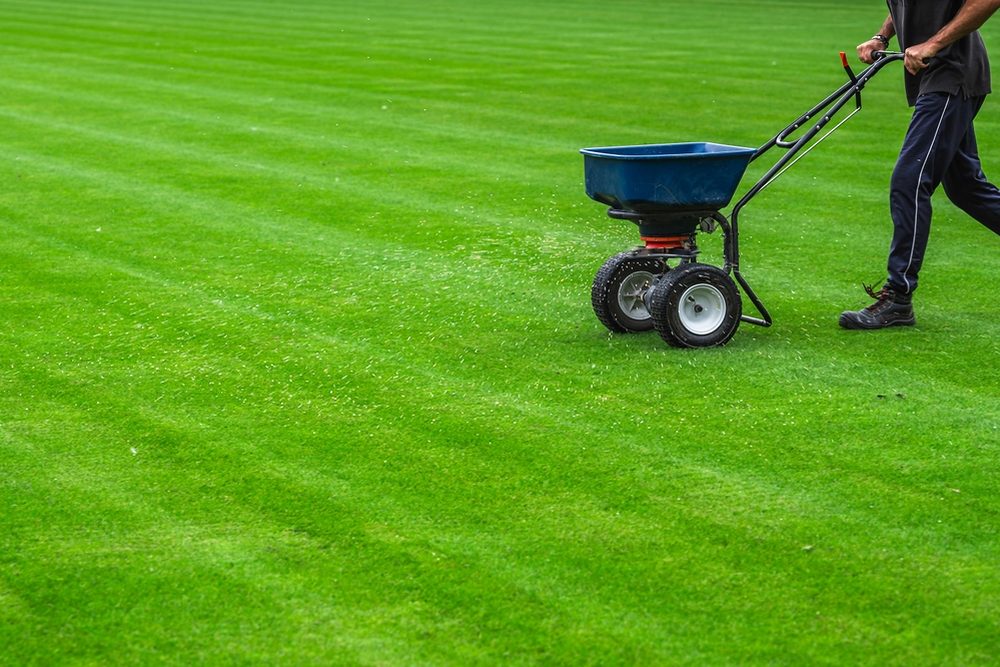 A pro pushing a broadcast spreader across a perfectly striped green lawn, granules visibly fanning out across the turf.