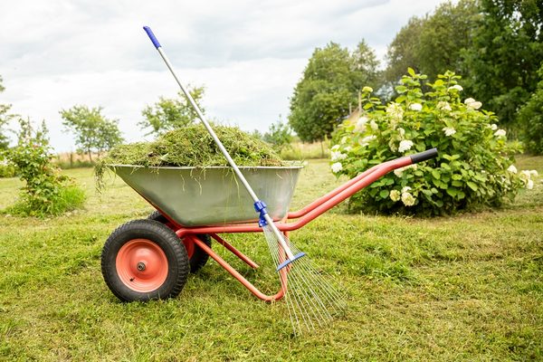 A wheelbarrow loaded with fresh grass clippings beside a leaf rake, parked on a freshly cut yard with hydrangea bushes in bloom.
