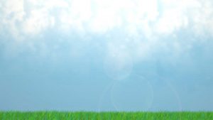 Long grass in landscape