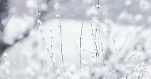 leafless bush with snow laying it outside in the lawn