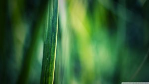 Zoomed in picture pf the grass in a lawn