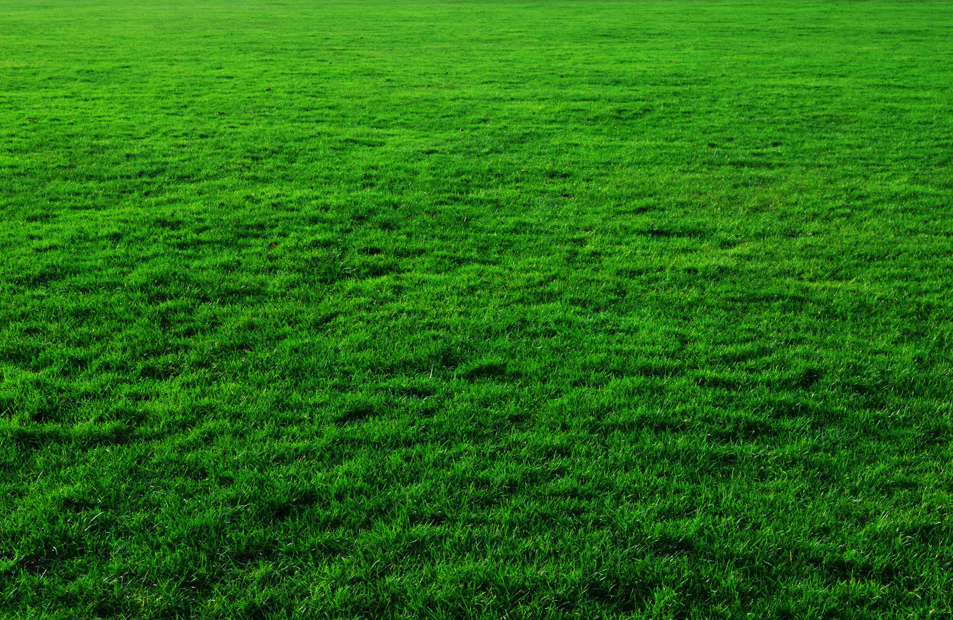 landscaping blog article from the best on demand landscaping service
