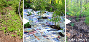 kill weeds and plant
