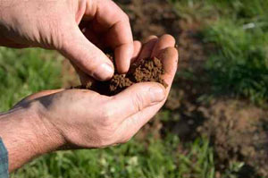 landscaping blog article from the best on demand landscaping service