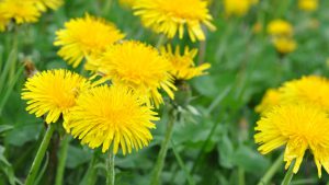 dandelion flowers in green grass