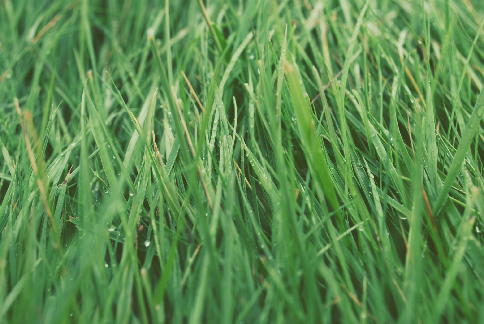 landscaping blog article from the best on demand landscaping service