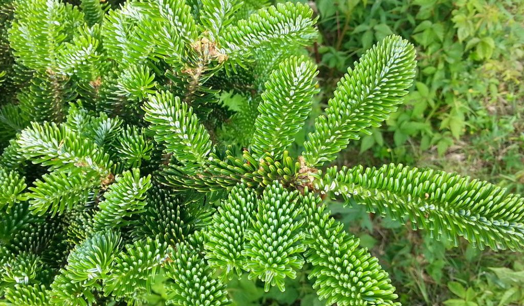 Christmas Tree Delivery Boston, MA PLOWZ and MOWZ