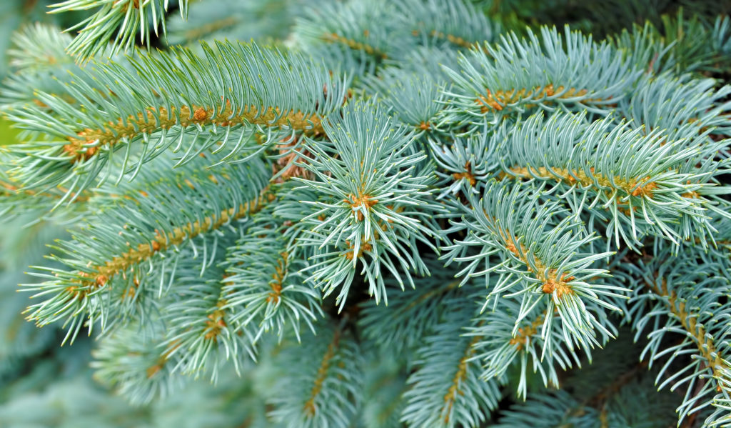 Christmas Tree Delivery Boston, MA PLOWZ and MOWZ