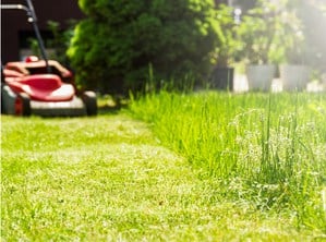 lawn care blog by plowz and mowz
