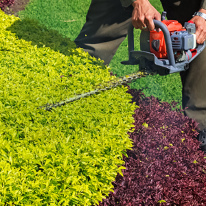 pruning and trimming a shrub