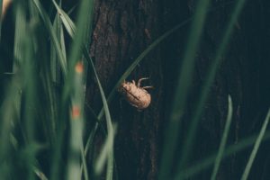 beetle on plant