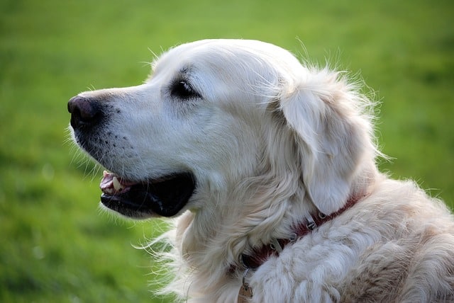 A white Retriever dog sits, smiling, with a green field in the background.