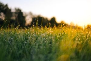 long grass in a field with a sunset