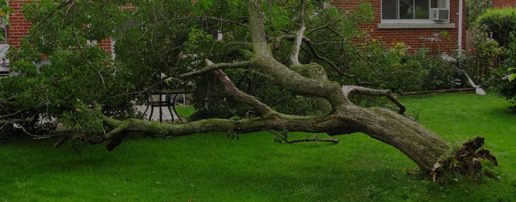 hurricane debris and fallen tree removal services in your area