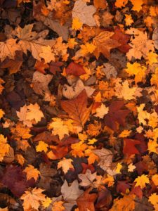 raking the leaves in the fall