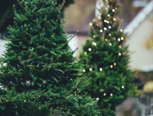 christmas-trees-with-lights