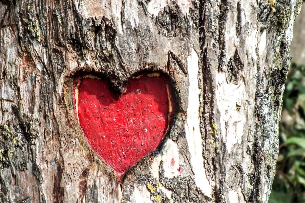 Red heart carved into the trunk of a tree
