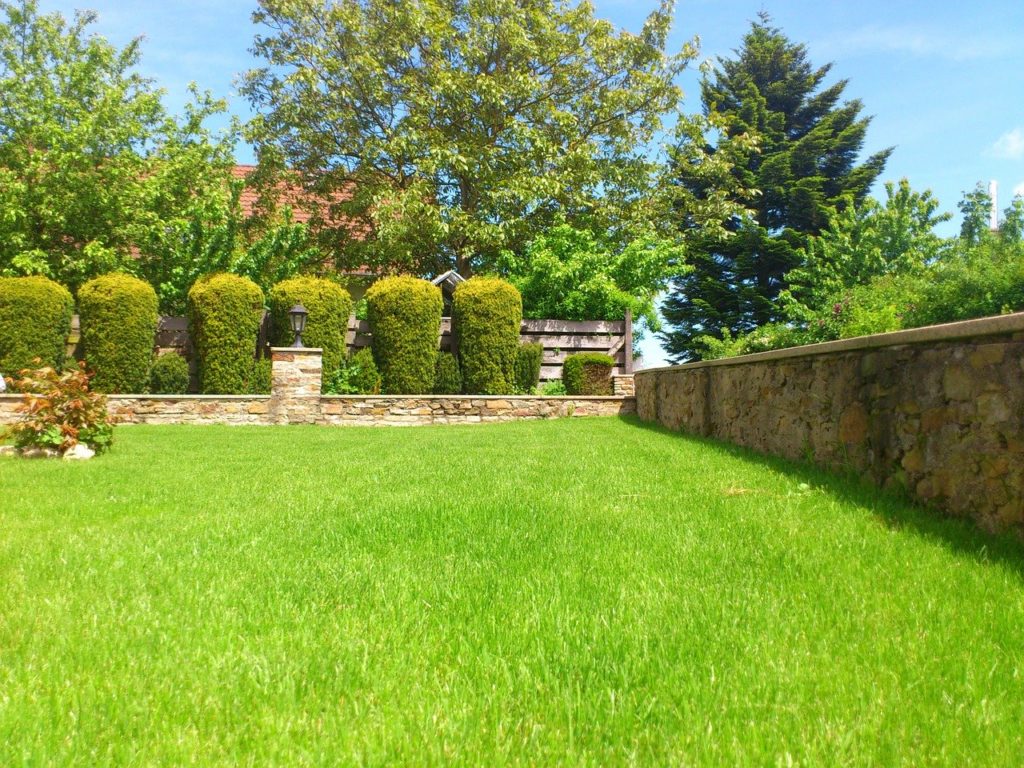 Beautiful green grass backyard