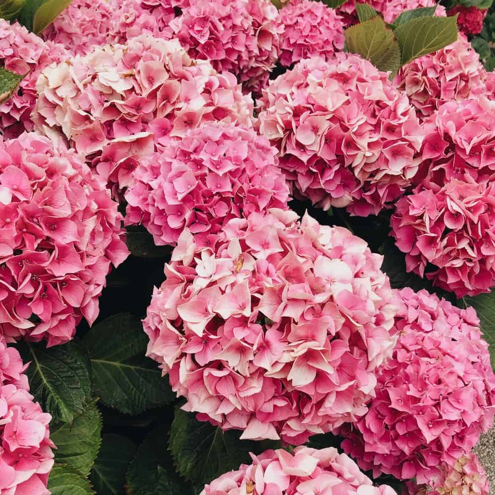 pink hydrangeas