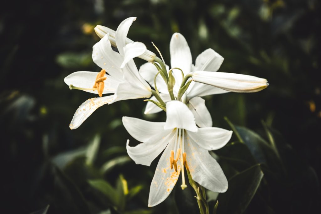 white lilies flowers