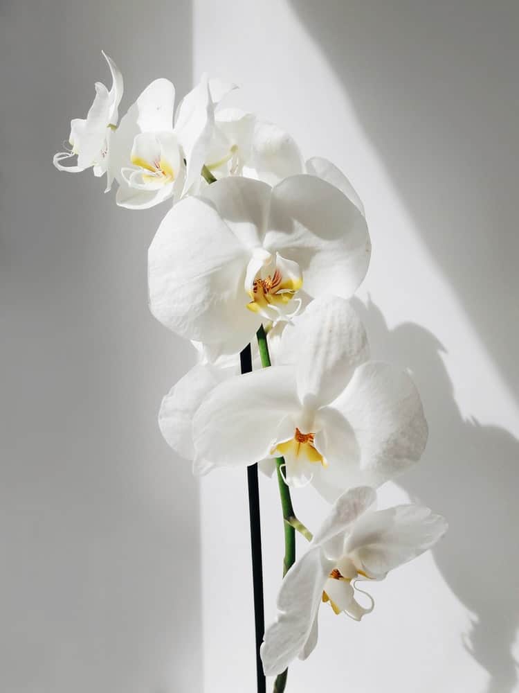 white orchids