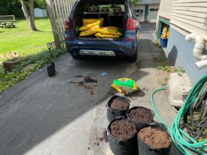 preparing for indoor vegetable garden