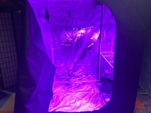 LED light in vegetable garden