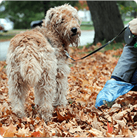 book a dog cleanup service to scoop all the poop in your yard