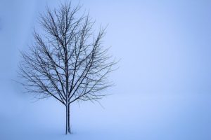 Deciduous Tree