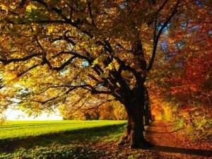 leaves changing colors