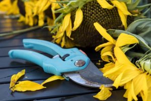Gardening Tips For 30 Minute Jobs