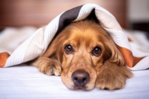 Watch Out For House Plants Dangerous To Dogs