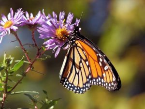 beautiful butterfly