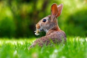 rabbit eating flowers in backyard