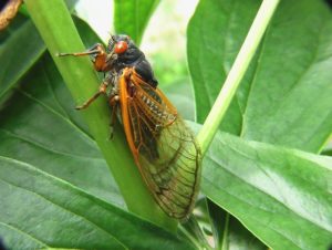 cicadas