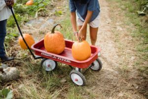 pumpkin picking Syracuse