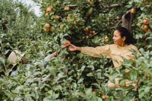 best fall apple picking