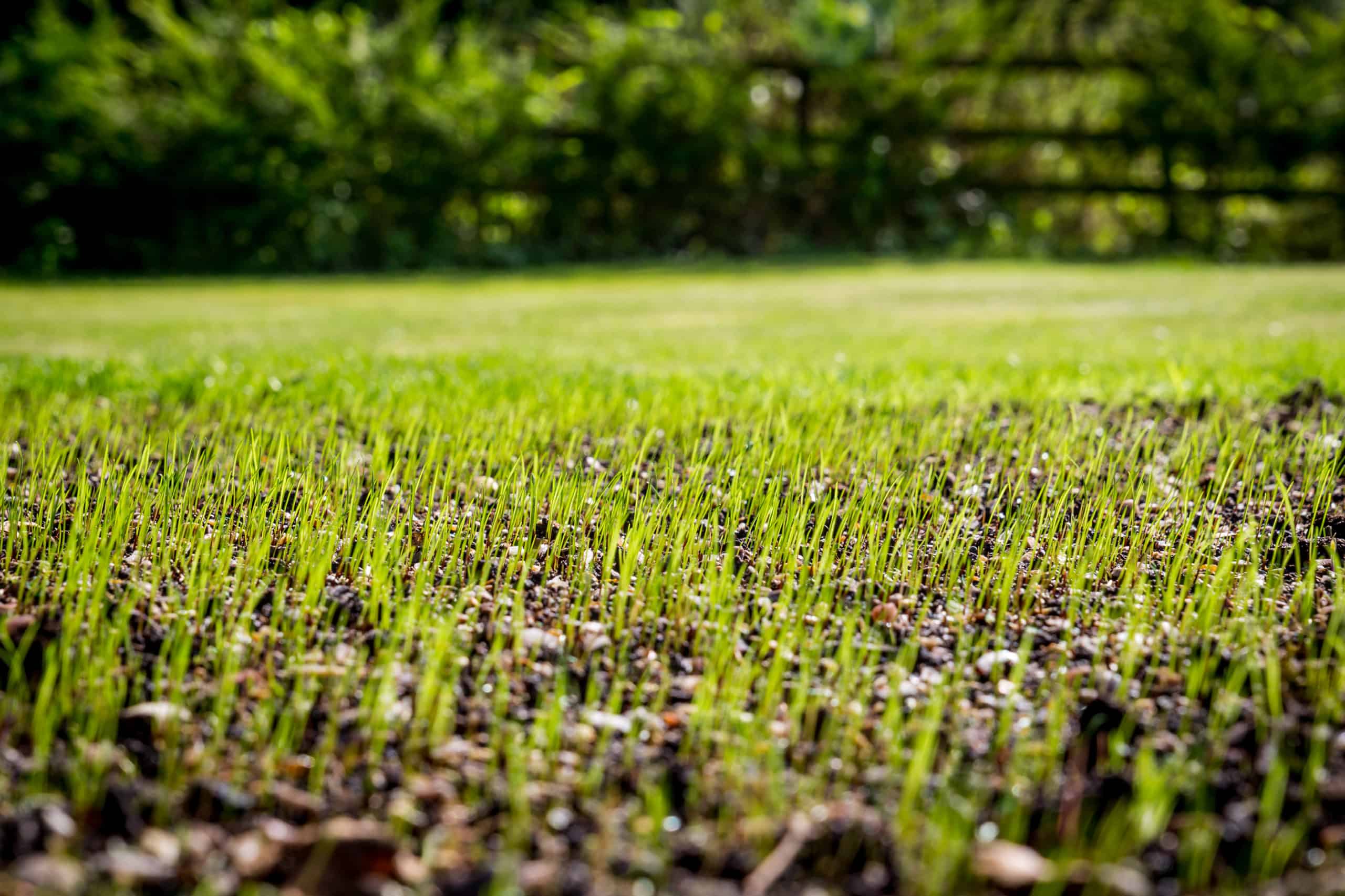 lawn and landscaping blog article